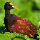 Jacana du Mexique