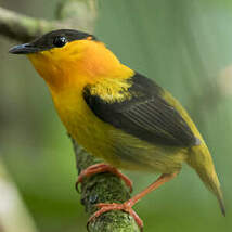 Manakin à col orange