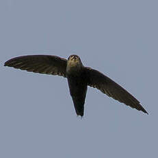 Martinet du Costa Rica