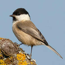 Mésange boréale