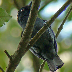 Mésange enfumée