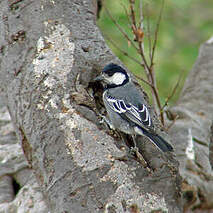 Mésange somalienne