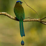 Motmot houtouc