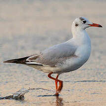 Mouette de Patagonie