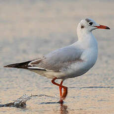 Mouette de Patagonie