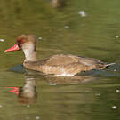 Nette rousse