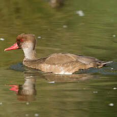 Nette rousse