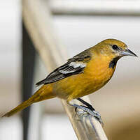 Oriole à ailes blanches