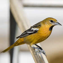 Oriole de Bullock