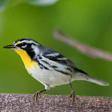 Paruline à gorge jaune