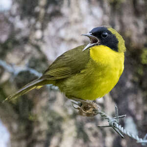 Paruline des bambous