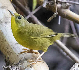 Paruline des bambous