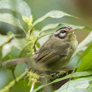 Paruline du Costa Rica