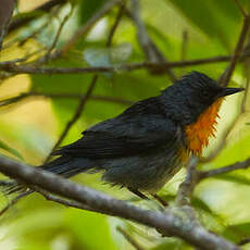 Paruline embrasée