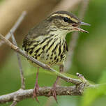 Paruline hochequeue