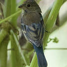 Passerin indigo