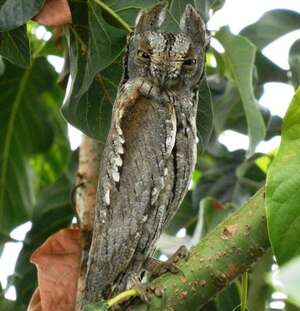 Petit-duc scops