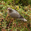 Pigeon à queue barrée