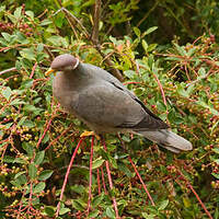 Pigeon à queue barrée