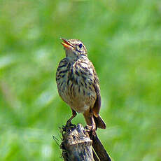 Pipit de Melinda