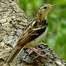 Pipit de Sokoke