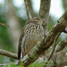 Pipit de Sundevall