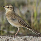 Pipit rousseline