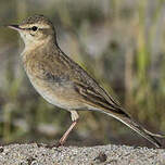 Pipit rousseline