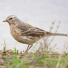 Pipit spioncelle