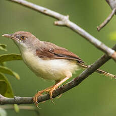 Prinia à ailes rousses