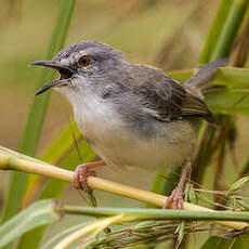 Prinia modeste