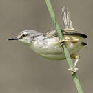Prinia modeste