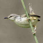 Prinia modeste