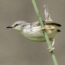 Prinia modeste