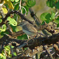 Prinia pâle