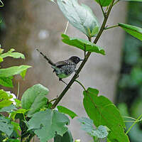 Prinia rayée