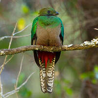 Quetzal resplendissant