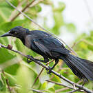 Quiscale noir