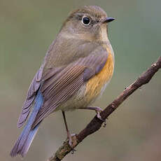 Robin à flancs roux