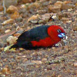 Sénégali à tête rouge