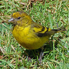 Serin à calotte jaune