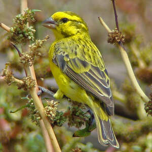 Serin à ventre blanc