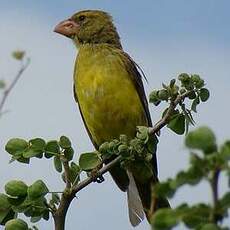 Serin de Buchanan