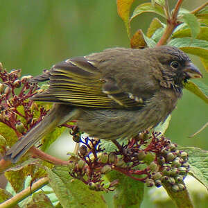 Serin de Burton