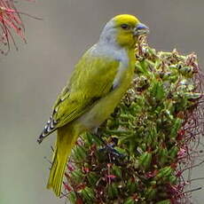 Serin du Cap