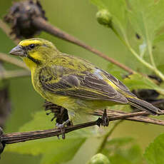 Serin du Mozambique