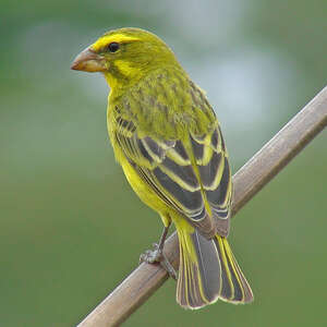 Serin soufré