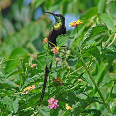 Souimanga bronzé