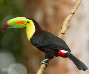 Toucan à carène