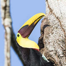 Toucan tocard